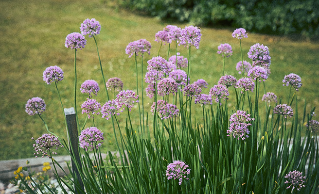 67333 Allium hybrida F1 Quattro